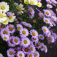 Erigeron glaucus - Wayne Roderick Annie's Annuals