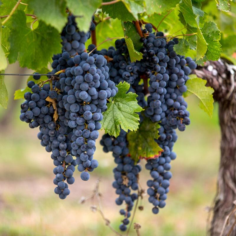 Cabernet Sauvignon Wine Grape Vine Grow Organic