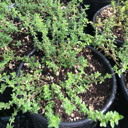 Organic English Thyme (1 gallon)