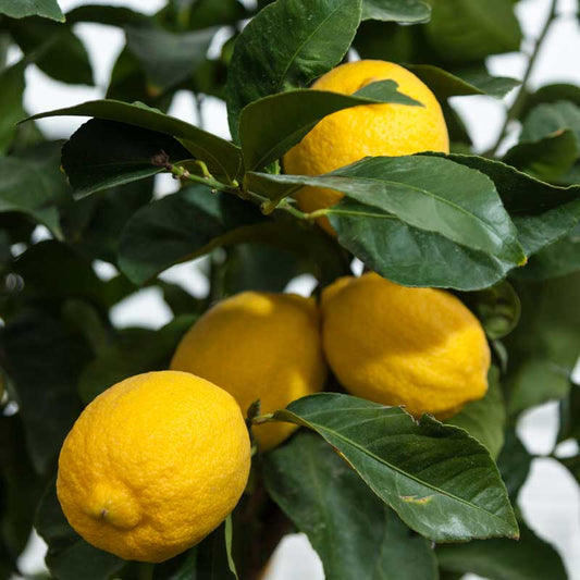 PV Eureka Semi-Dwarf Lemon Tree Primo Size 24"-36" Four Winds Growers