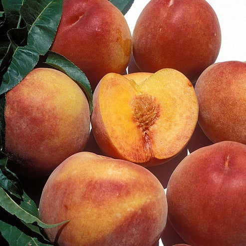Eva's Pride Peach Tree for Sale - Grow Organic