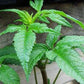 Balm of Gilead Seeds (Organic) Strictly Medicinal