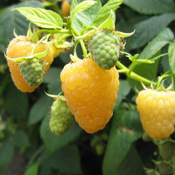 Raspberry - Fall Gold (Bundle of 3) - Grow Organic