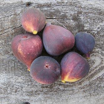 Black Jack Fig Tree - Grow Organic
