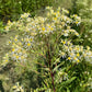 Flat-Topped Aster with white petals and yellow flower centers