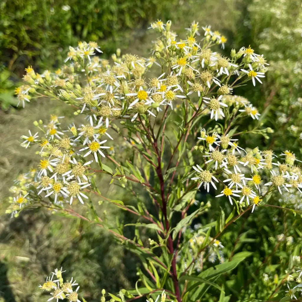 Flat-Topped Aster with white petals and yellow flower centers