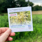 Hudson Valley Seed Company PollinateHV Flat-Topped Aster organic seed packet