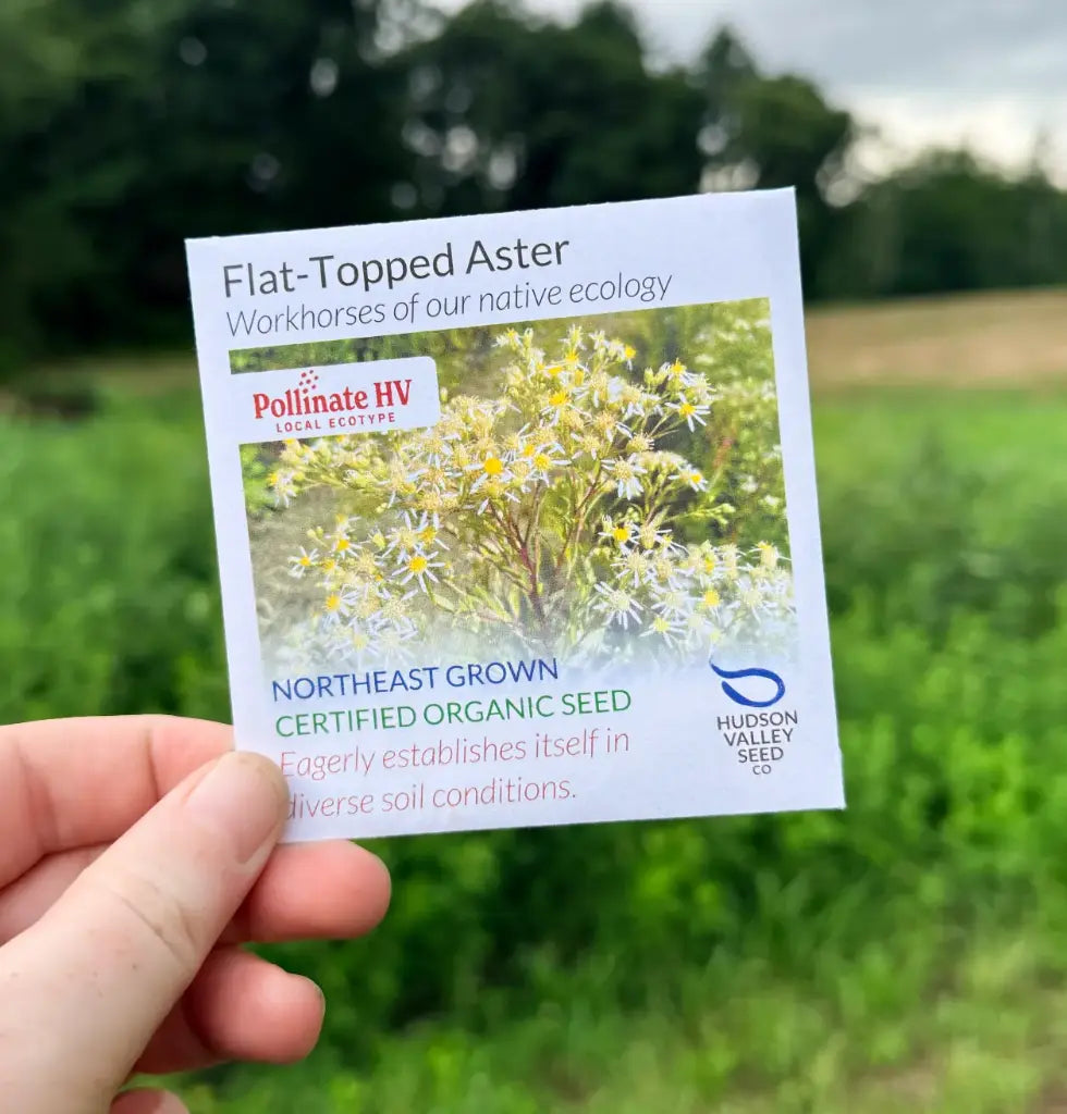Hudson Valley Seed Company PollinateHV Flat-Topped Aster organic seed packet