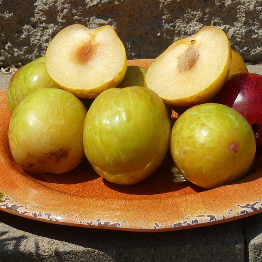 Flavor Grenade Pluot Tree