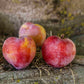 Formosa Plum Tree Felix Gillet Institute