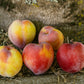 Formosa Plum Tree Felix Gillet Institute