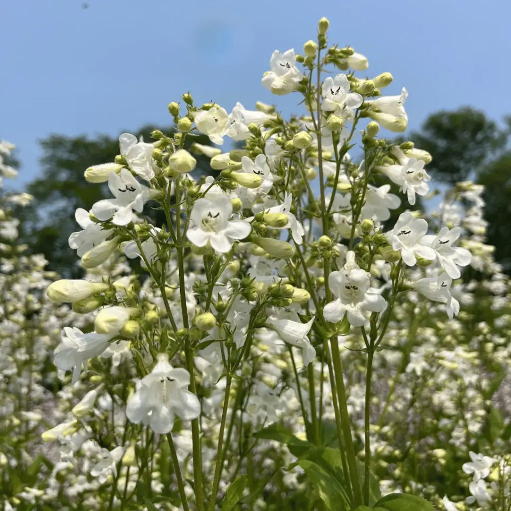 Foxglove Beardtongue with white tubular flowers on upright stems