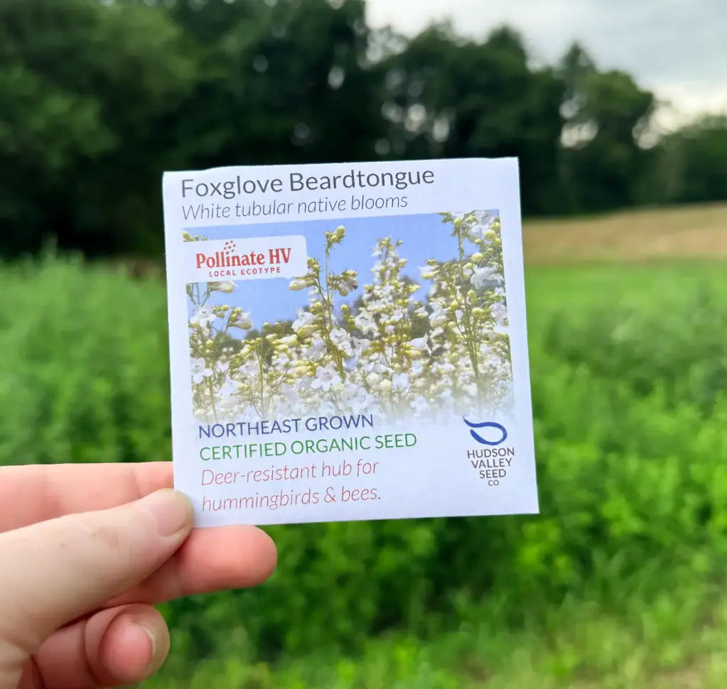 Hudson Valley Seed Company PollinateHV Foxglove Beardtongue organic seed packet