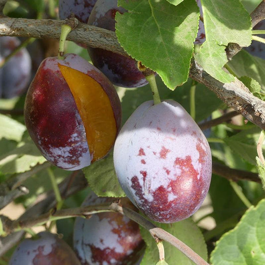 French Improved Prune Tree