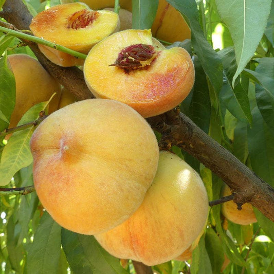 Frost Peach Tree