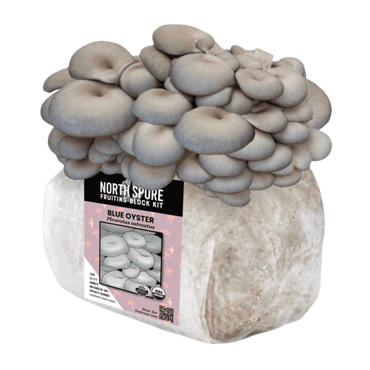 Organic Blue Oyster Mushroom Fruiting Block North Spore