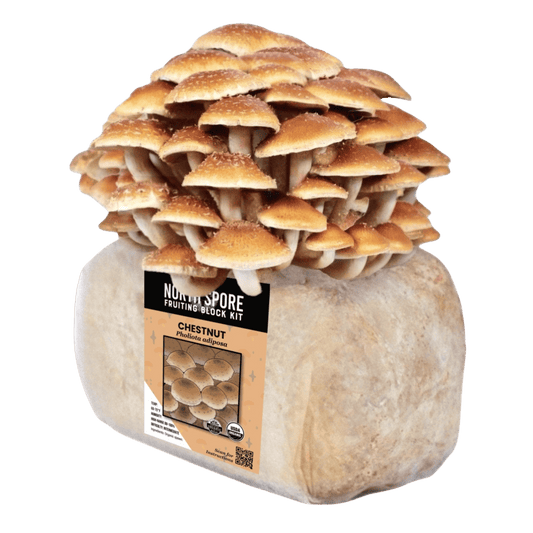 Organic Chestnut Mushroom Grow Kit Fruiting Block North Spore