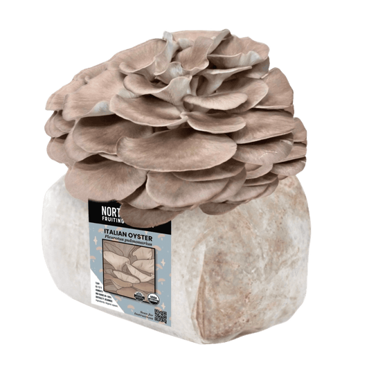 Organic Italian Oyster Mushroom Grow Kit Fruiting Block North Spore