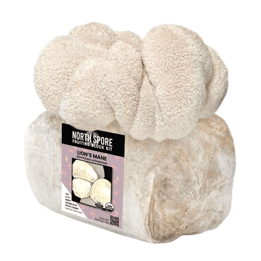 Organic Lion's Mane Mushroom Grow Kit Fruiting Block North Spore