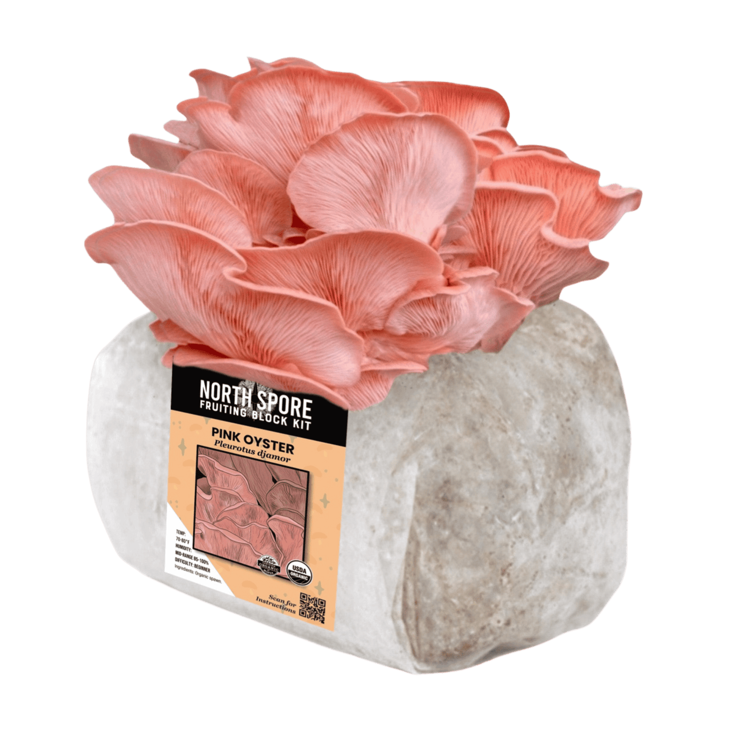Organic Pink Oyster Mushroom Grow Kit Fruiting Block North Spore