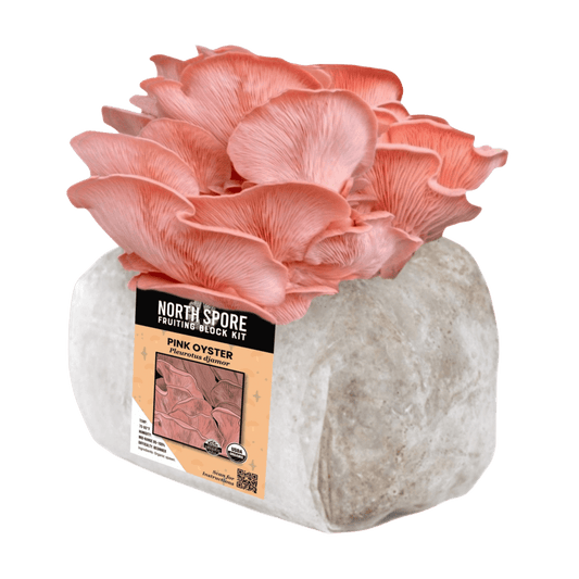 Organic Pink Oyster Mushroom Grow Kit Fruiting Block North Spore