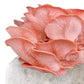 Organic Pink Oyster Mushroom Grow Kit Fruiting Block North Spore