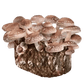 Organic Shiitake Mushroom Grow Kit Fruiting Block North Spore