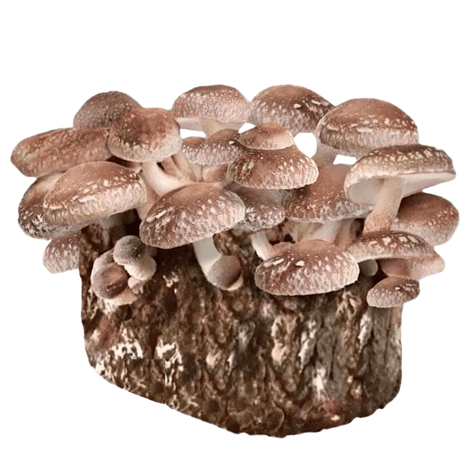 Organic Shiitake Mushroom Grow Kit Fruiting Block North Spore