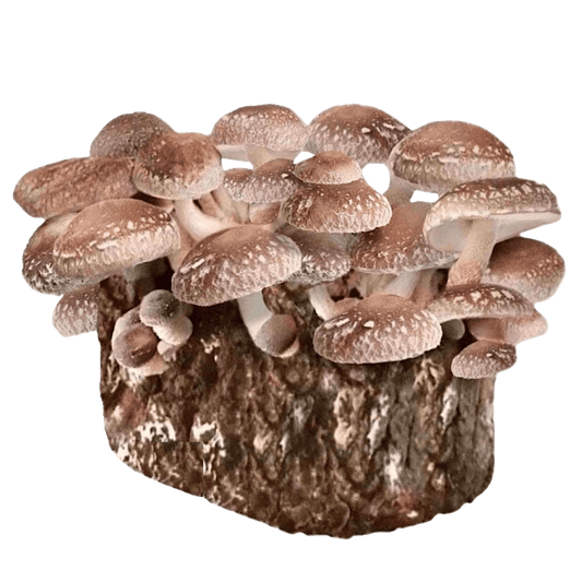 Organic Shiitake Mushroom Grow Kit Fruiting Block North Spore