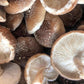 Organic Shiitake Mushroom Grow Kit Fruiting Block North Spore