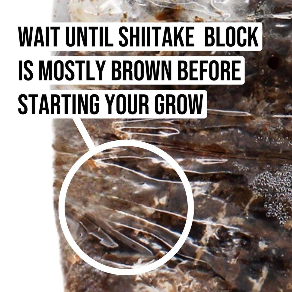 Organic Shiitake Mushroom Grow Kit Fruiting Block North Spore