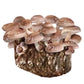 Organic Shiitake Mushroom Grow Kit Fruiting Block North Spore