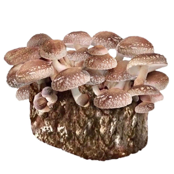 mushroom　0705 Amazon.com: Bosmere W134 Ceramic Enchanted Mushroom - Yellow