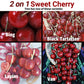 Sweet Cherry, 2 on 1 Multiple Grafted Fruit Tree Grow Organic