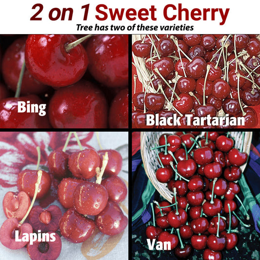 Sweet Cherry, 2 on 1 Multiple Grafted Fruit Tree Grow Organic