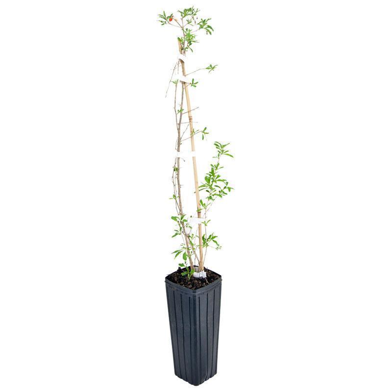 growing goji berry plants in pots Potted Goji Berry