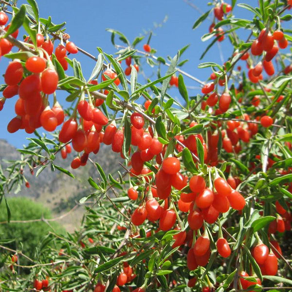 goji berry seeds for planting Phoenix Tears Goji Berry