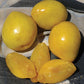 Golden Nectar Plum Tree Grow Organic