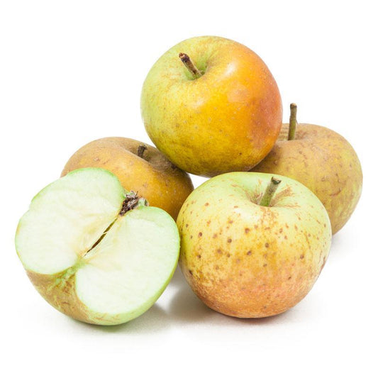 Golden Russet Apple Tree
