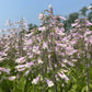Hairy Beardtongue with pale lavender tubular flowers