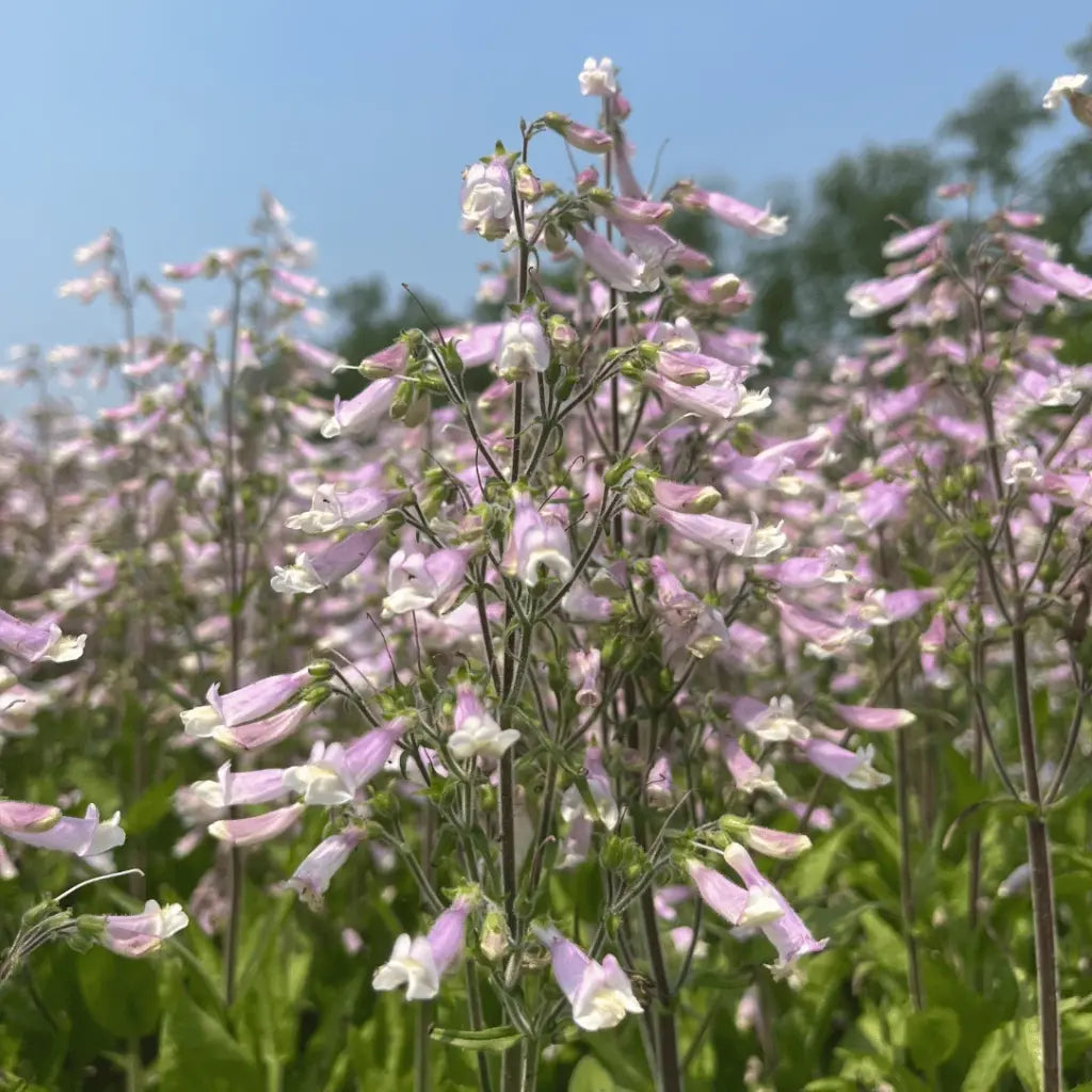 Hairy Beardtongue with pale lavender tubular flowers
