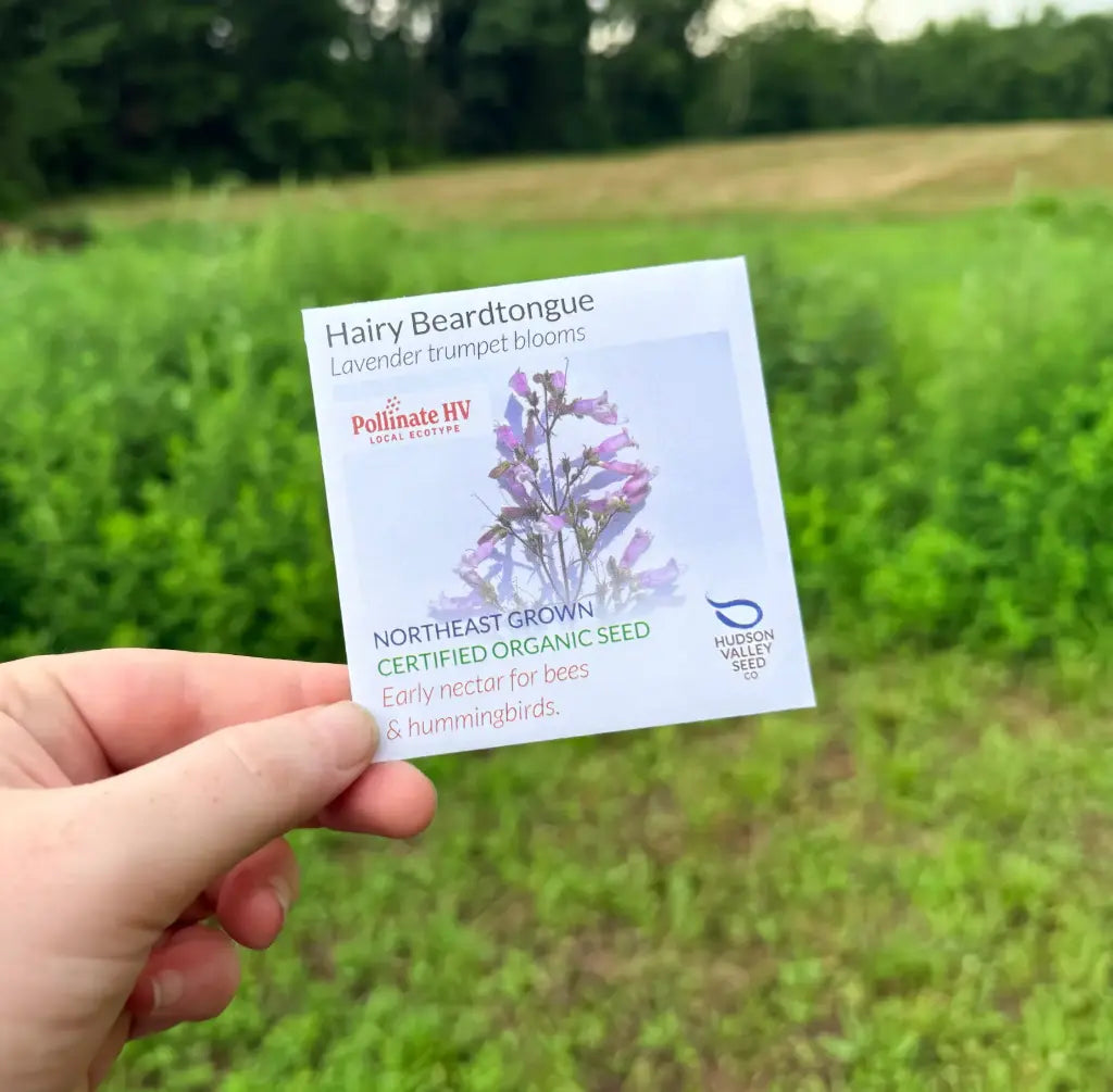 Hudson Valley Seed Company PollinateHV Hairy Beardtongue organic seed packet