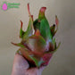 Halley's Comet Wallace Ranch Dragon Fruit