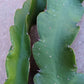 Halley's Comet Wallace Ranch Dragon Fruit