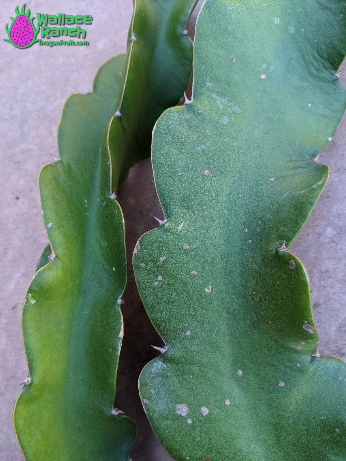 Halley's Comet Wallace Ranch Dragon Fruit