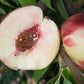 Heavenly White Nectarine Tree