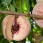Indian Free White Peach Tree Grow Organic