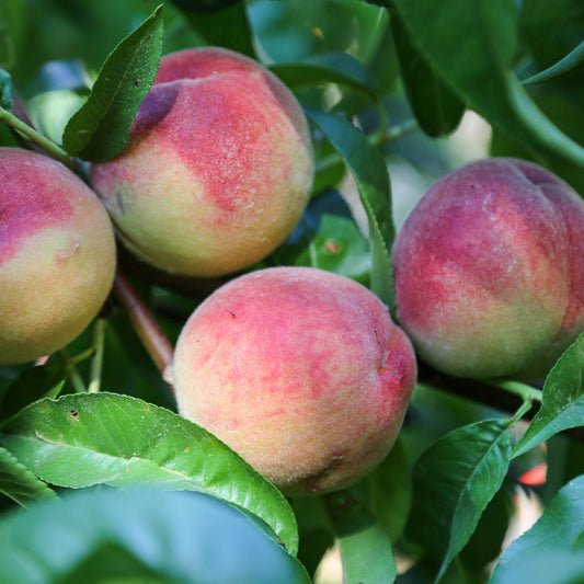 NSJ Old Peach Tree Felix Gillet Institute