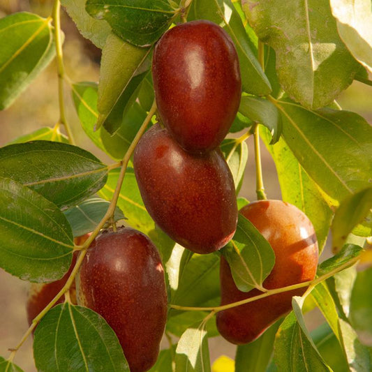 Jujube GA 866 Tree