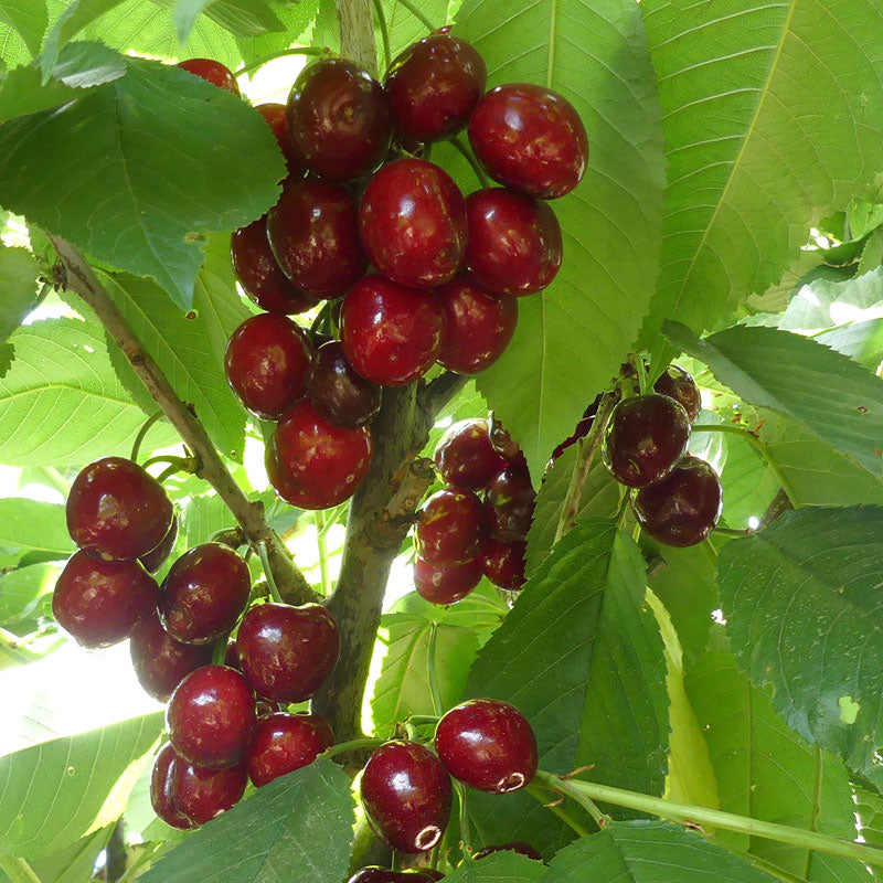 Sweet Cherry, 2 on 1 Multi Grafted Fruit Tree Grow Organic